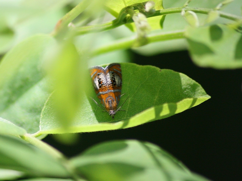 Olethreutes arcuellus?